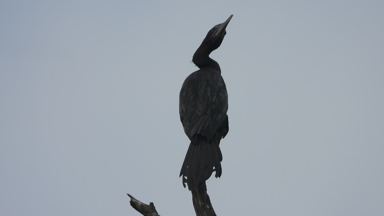 Cormorano. Albero. Nero