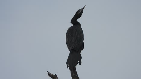 cormorant . tree . black