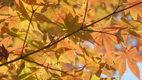 Bright-Fall-Foliage-With-Sunlight-In-The-Woods-Of-South-Korea