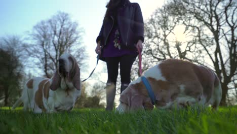 Attraktive-Frau,-Die-Mit-2-Bassett-Jagdhunden-An-Der-Leine-In-Einem-Park-Steht