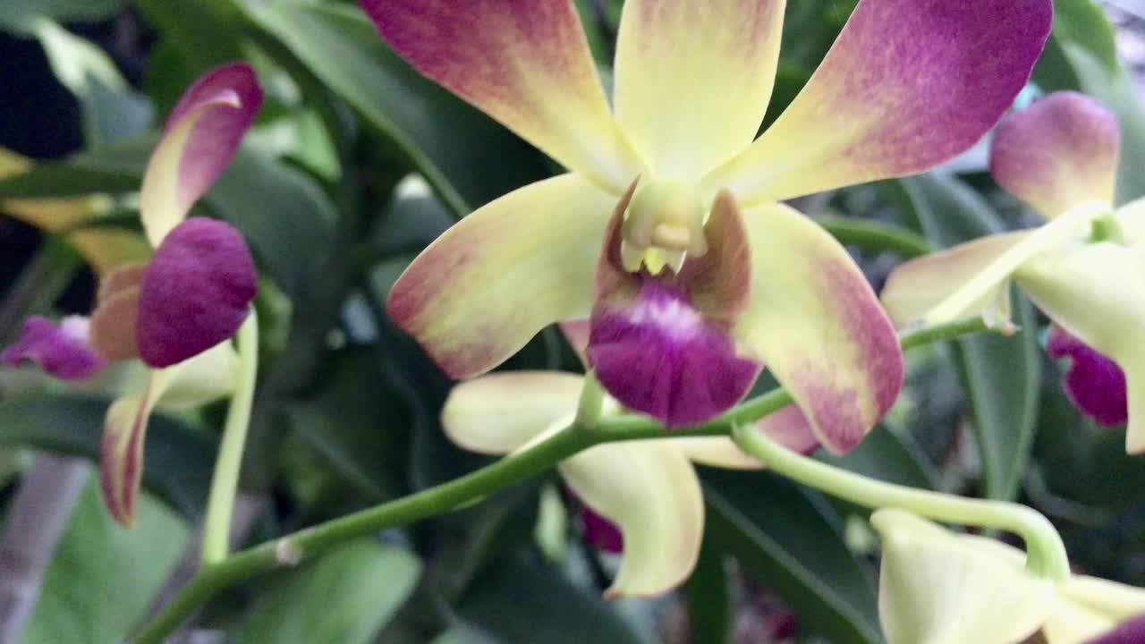 Beautiful violet and white colored orchid