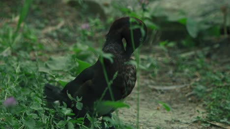 Ferruginous-Duck-standing-amidst-vegetation