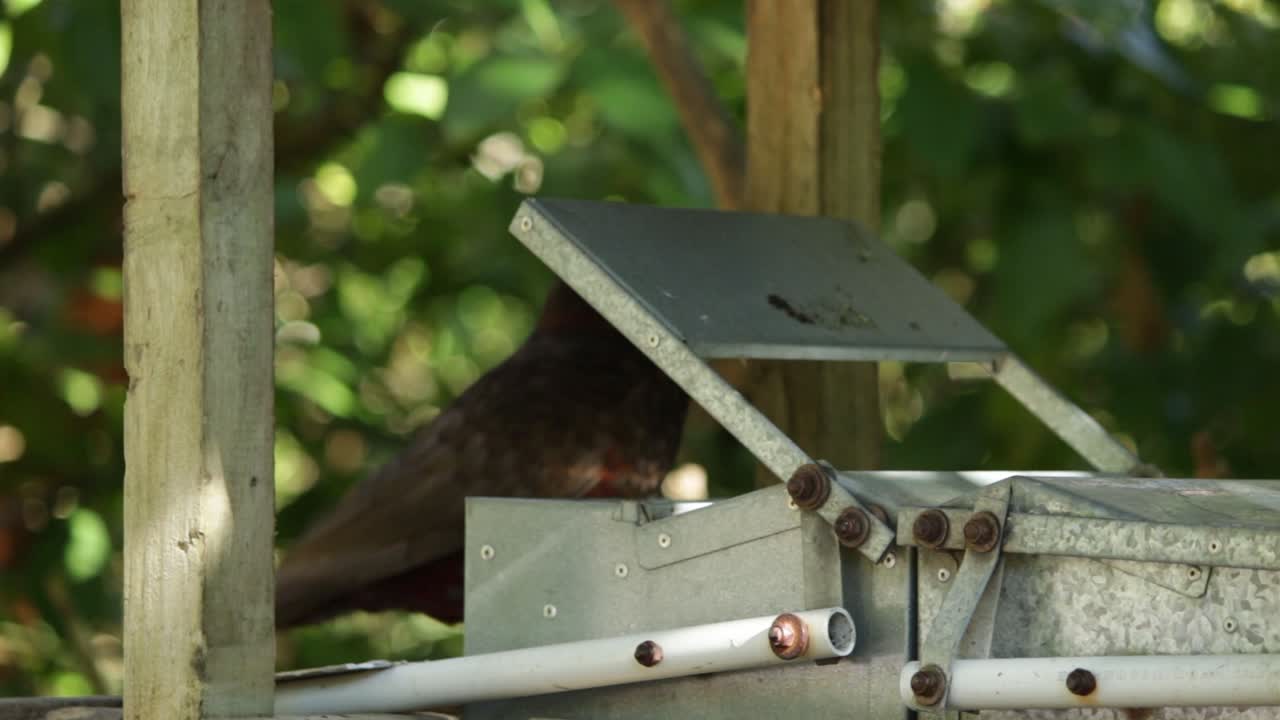zealandia, 웰링턴 뉴질랜드의 피더에서 먹는 카카 앵무새