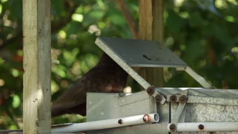 un loro kaka comiendo de un alimentador en zealandia, wellington nz