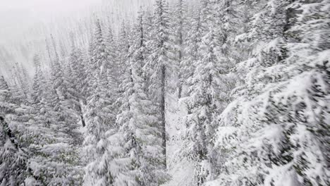 Flight-above-Winter-Forest