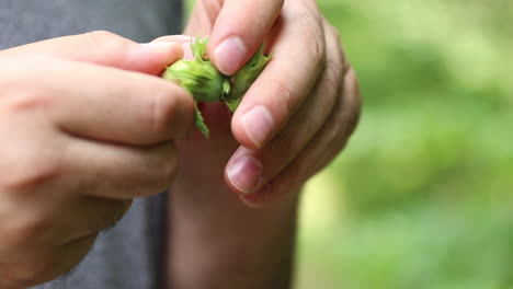 nueces de avellana en la mano