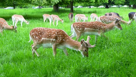 Group-of-deers-grazing-and-roaming-free-in-Phoenix-Park,-Dublin,-Ireland