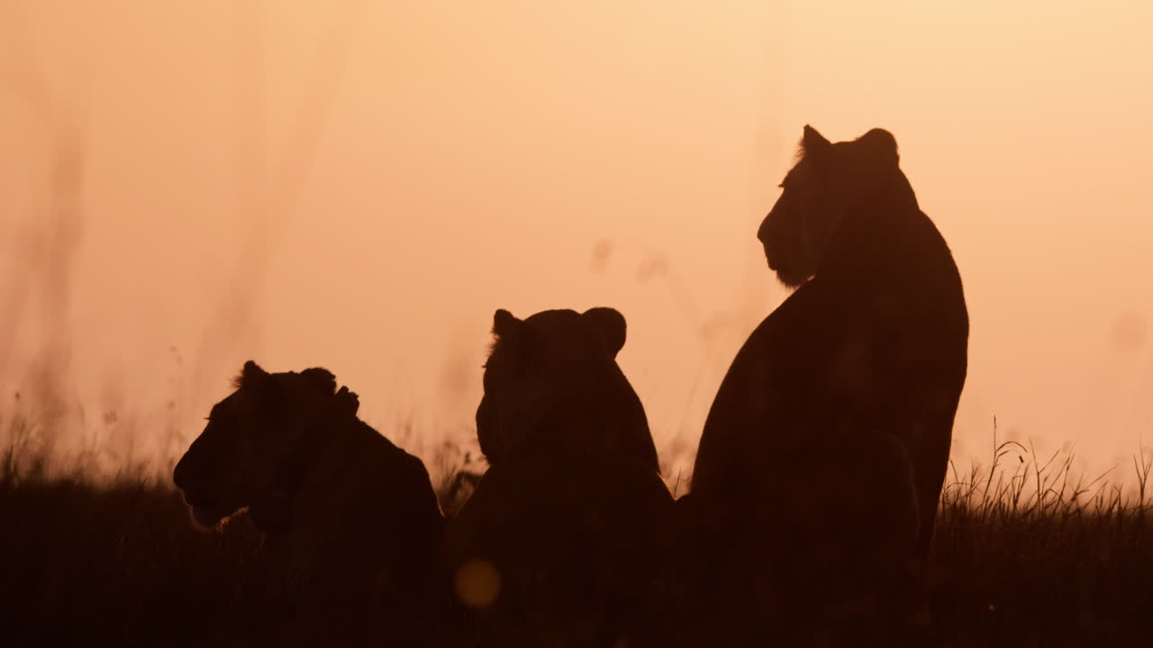 Silhouette wide shot of three lions surveying the savannah at sunrise