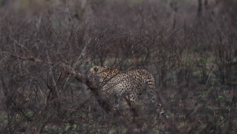 Cheetah-Roaming-In-African-Wilderness