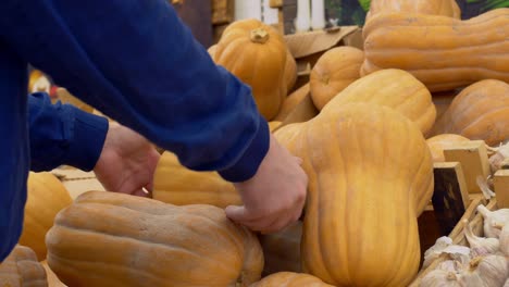 an annual vegetable fair where farmers sell their crops, a shelf with pumpkins and garlic on the counter of the farmer's fair market, choosing a ripe pumpkin for cooking