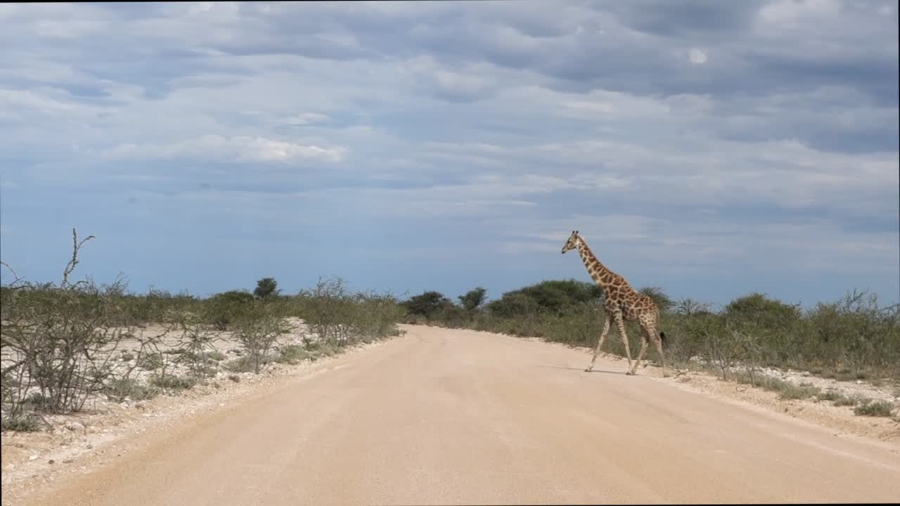 Giraffes cross the road running in the Etosha national park, Namibia. African safari.