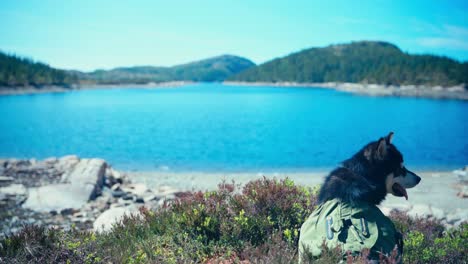 view behind alaskan malamute dog sitting on lakeshore in norway