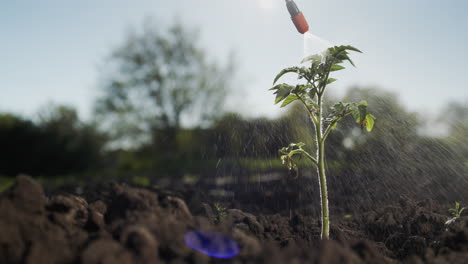 spraying cabbage sprouts with pesticides 2