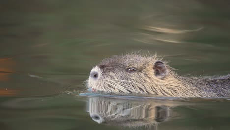 cute young myocastor coypus with orange teeth swimming in natural lake,close up tracking shot