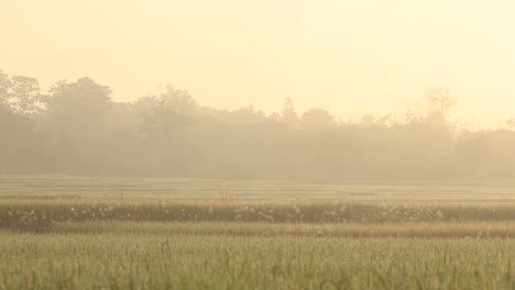 rice field in sunrise