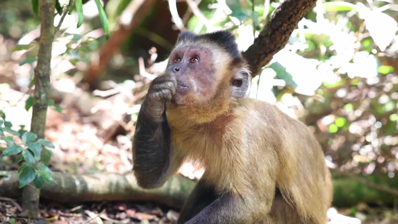 hermosas imágenes de monos comiendo comida sabrosa en el hábitat natural en el bosque. animales en el parque safari, sudáfrica