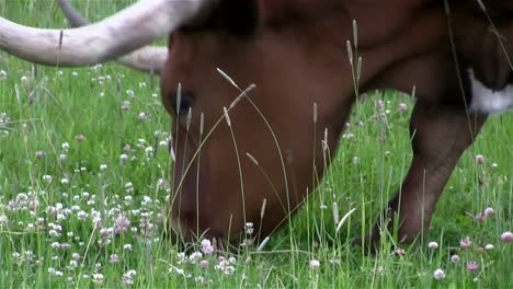 a texas longhorn cow grazes in a field 2