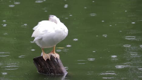 Weiße-Gänse,-Die-Ihre-Federn-Im-Regen-Reinigen,-Hoher-Boden-Im-Grünen-Wasserteich-Holzpfahl