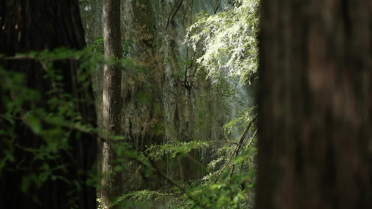 View of waterfall between the trees in forest, beautiful scenic waterfall in middle of the trees