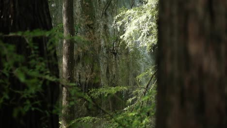view of waterfall between the trees in forest, beautiful scenic waterfall in middle of the trees