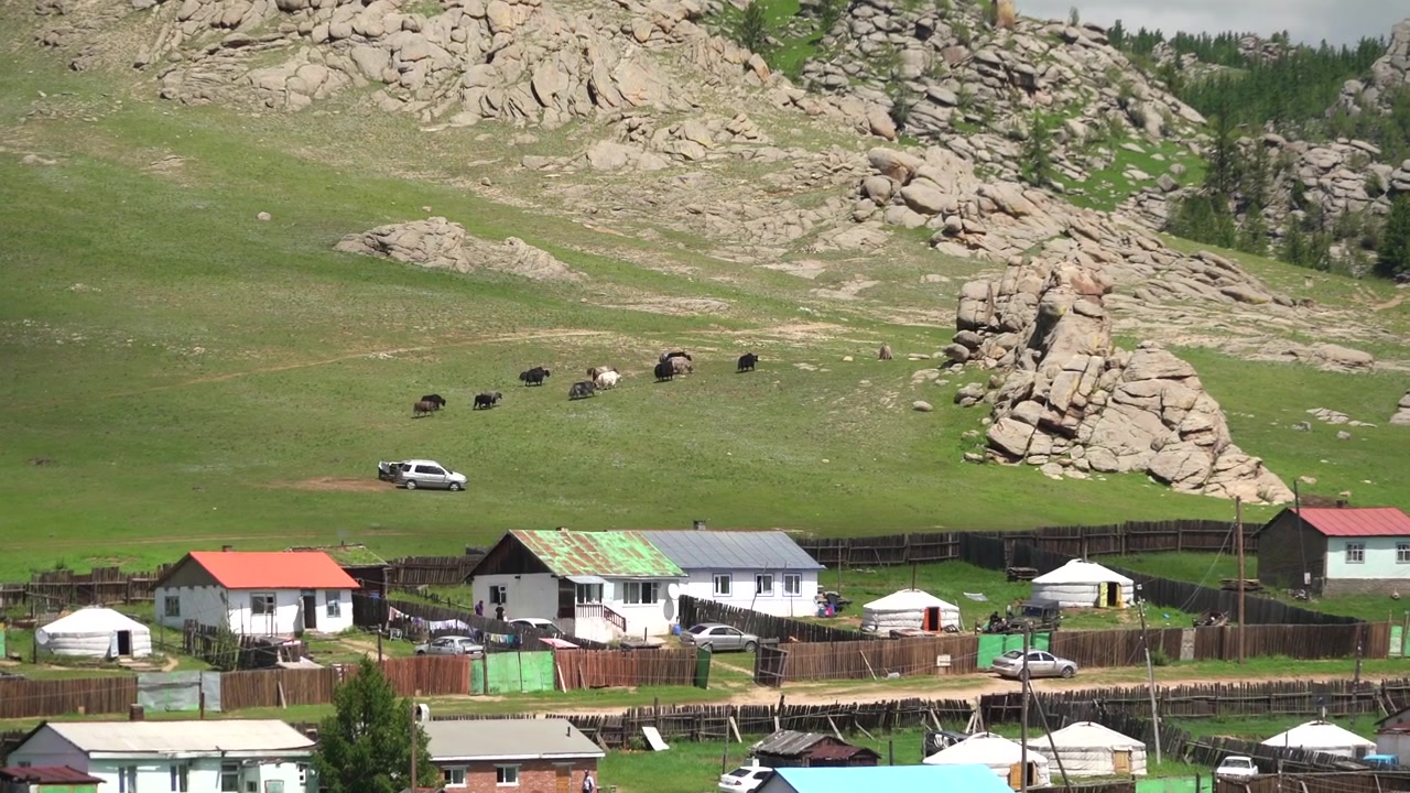 Moğol köyünün yukarısındaki yamaçta otlayan yak sürüsü