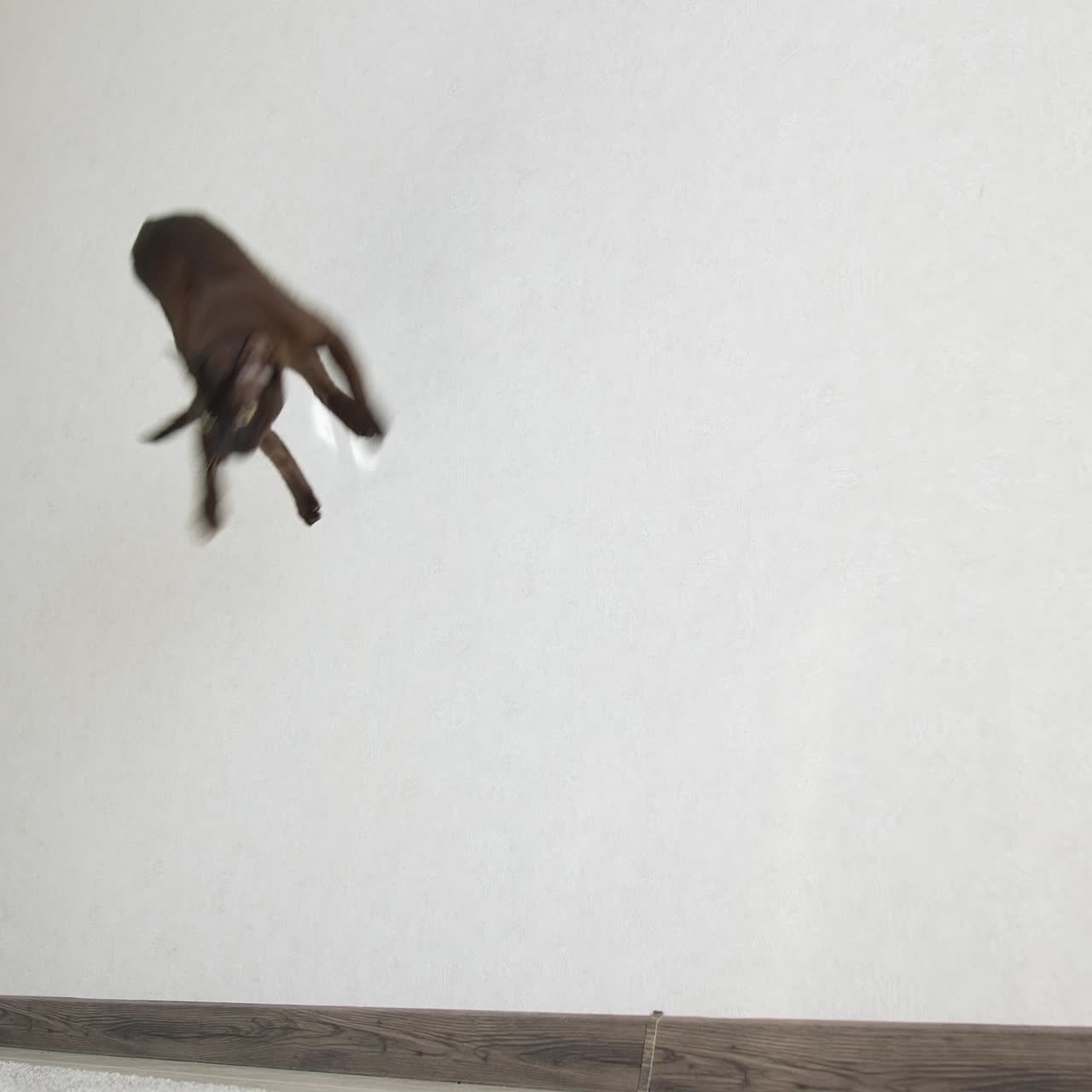 Playful Burmese cat jumping. Brown burmese cat