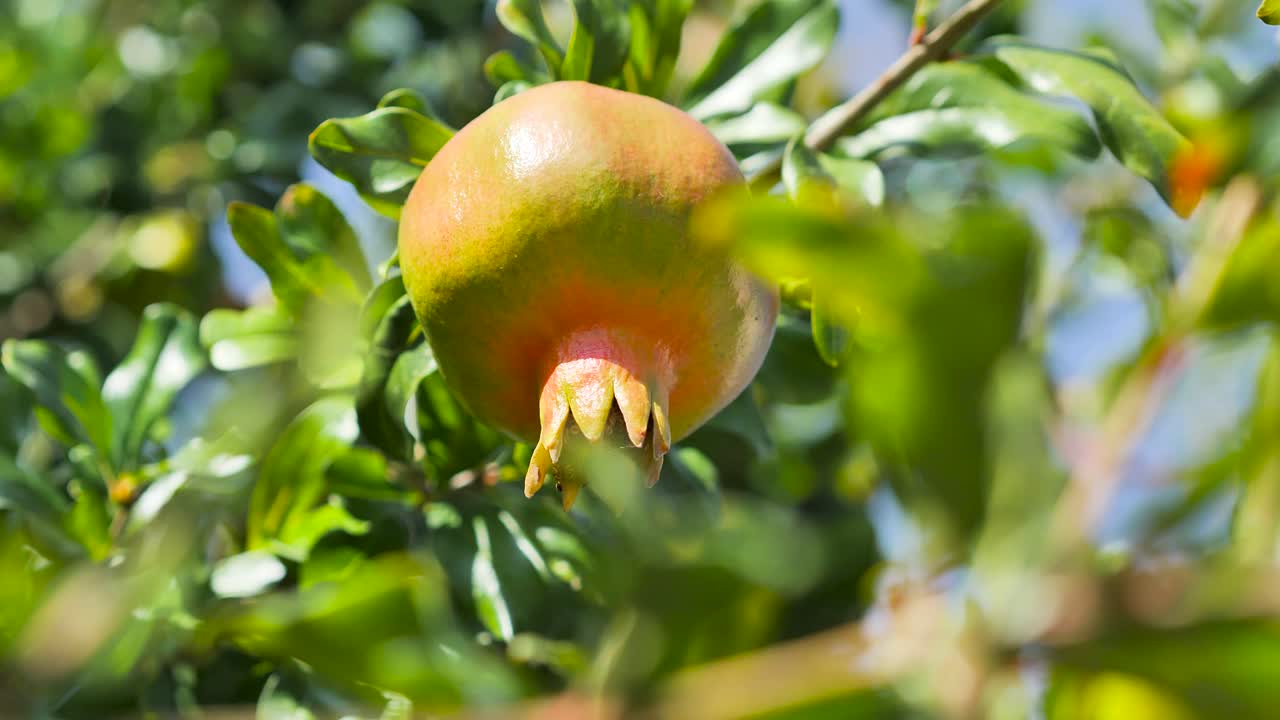 Ripe pomegranate fruit on tree branch behind the leaf in the garden