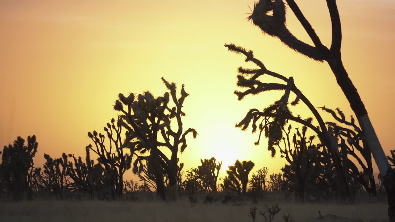 el bosque del árbol de joshua en la reserva nacional mojave, california, estados unidos