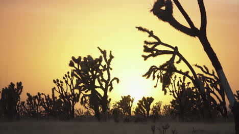 Bosque-De-Joshua-Tree-En-La-Reserva-Nacional-Mojave,-California,-Estados-Unidos