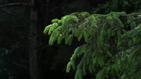 A-close-up-of-pine-tree-branches-in-a-dark-forest