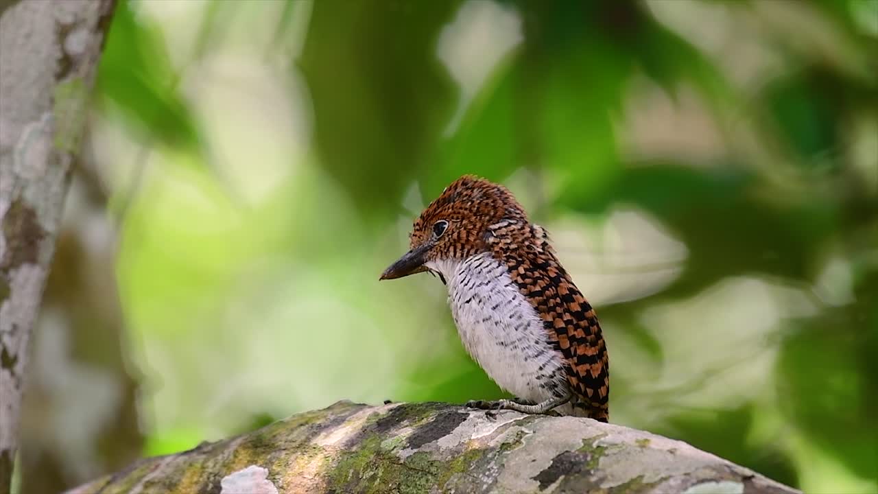 un martín pescador de árboles y una de las aves más hermosas que se encuentran en tailandia dentro de las selvas tropicales