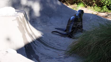 foca moviéndose alrededor de su recinto en el zoológico de melbourne