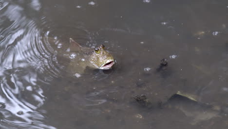 Ein-Entzückender-Kleiner-Schlammspringerfisch,-Der-Untergetaucht-Ist-Und-Luft-Aus-Seinem-Mund-Bläst,-Kopf-über-Wasser---Nahaufnahme