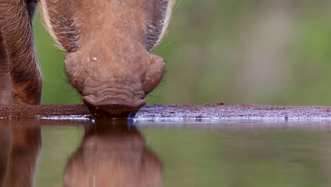 common warthog drinks at a underground photography hide in the heat of summer at zimanga private game reserve in kzn, kwa zulu natal, south africa