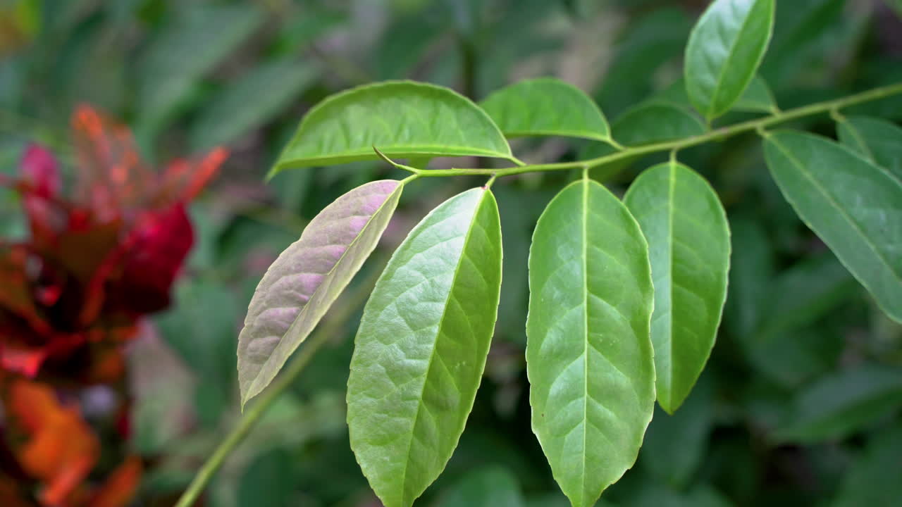 captura de macro detalle que muestra las hojas de la planta de guayusa en la selva tropical durante el día brillante en la naturaleza