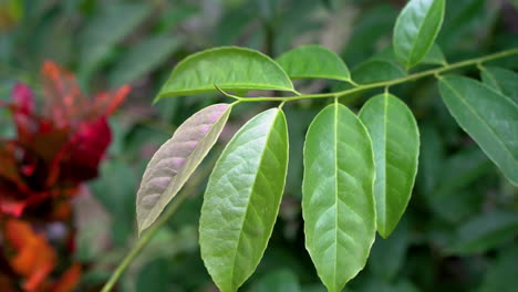 macro detail shot showing leaves of guayusa plant in rainforest during bright day in nature