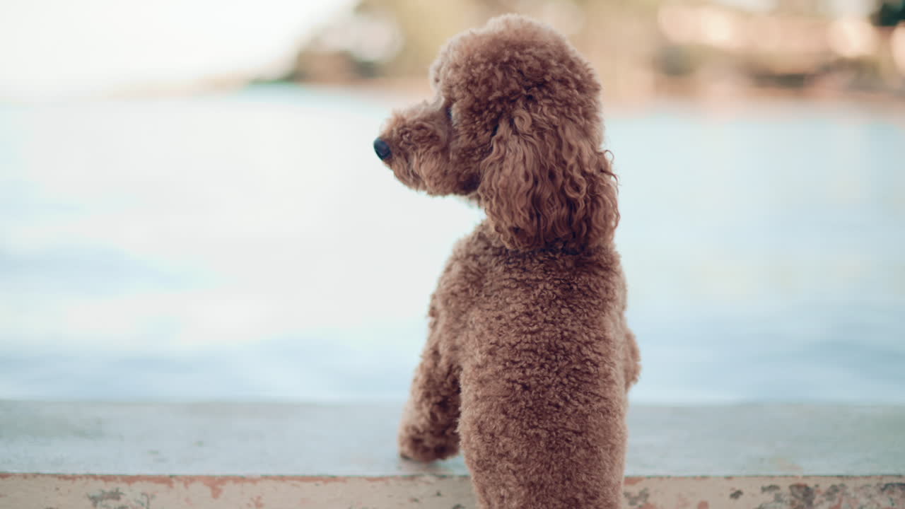 Rear view of a curly brown poodle gazing at the sea from a pier