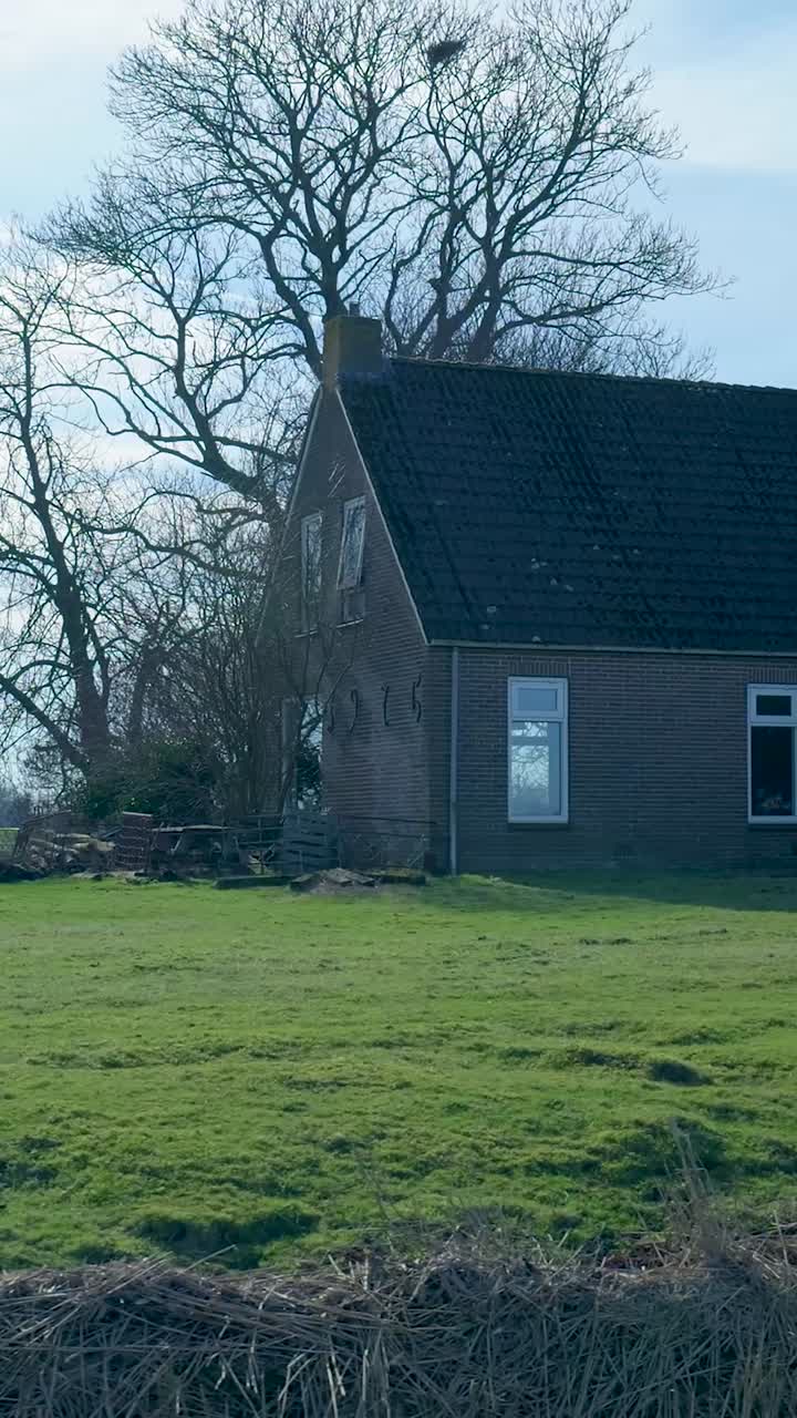Schapen grazen in een groen veld met een traditionele boerderij en kale bomen