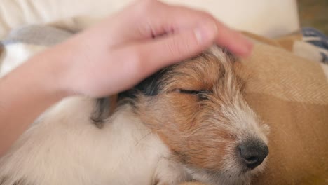 woman pets a sleeping jack russell terrier puppy