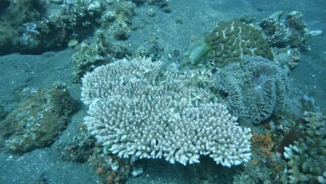 group-of-small-tropical-fish-hiding-in-a-coral-reef,-Acropora-valida,-super-slow-motion