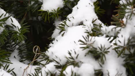 新泽西郊区的雪天