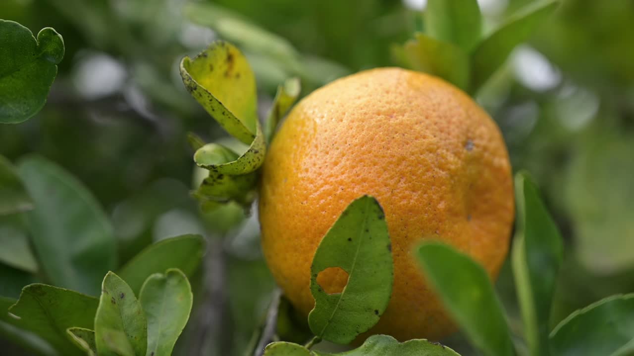 naranja dulce bailando con el viento