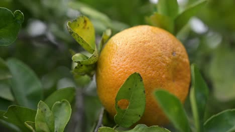 sweet orange dancing with the wind