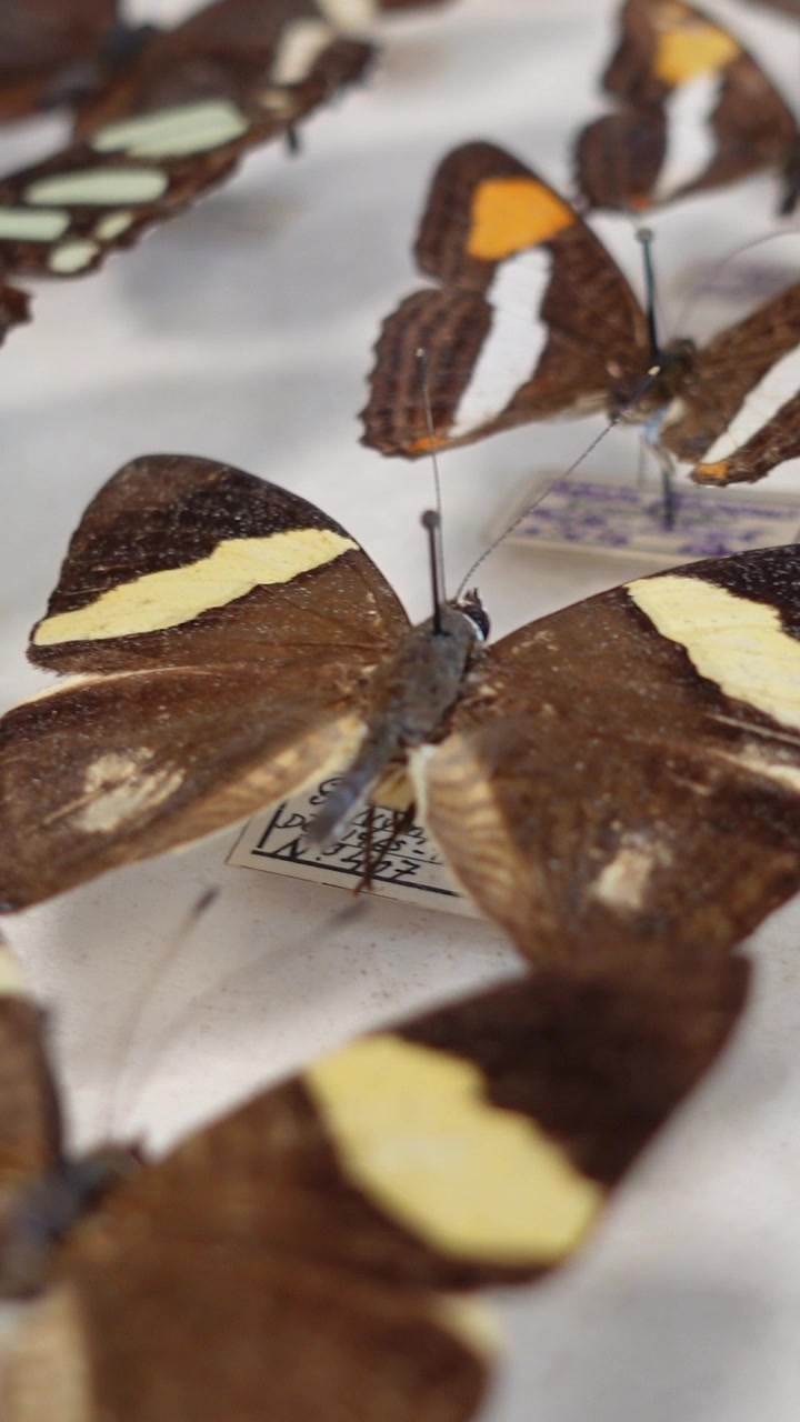 Vertical View of Butterfly collection. collection of butterflies of various species