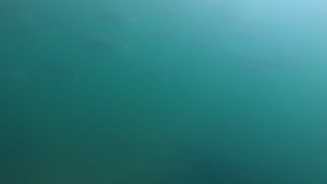 fotografía submarina de un grupo de salmones australianos nadando en aguas azules