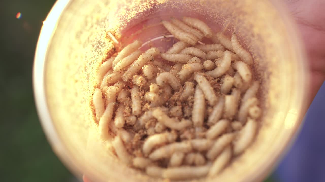 los gusanos se mueven dentro de la jarra. demostración de larvas en la cámara. pesca con cebo vivo.