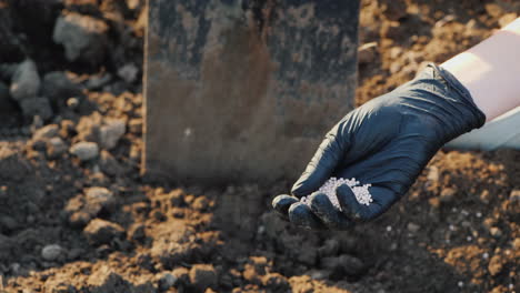 farmer pour granules of inorganic fertilizer into the soil