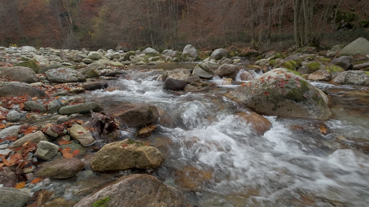 Autumn river in mountain forest with yellow and red foliage trees