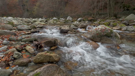 autumn river in mountain forest with yellow and red foliage trees