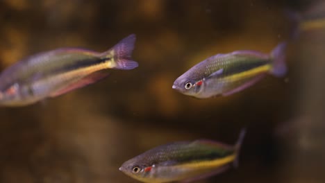 fish swimming together in a forest stream